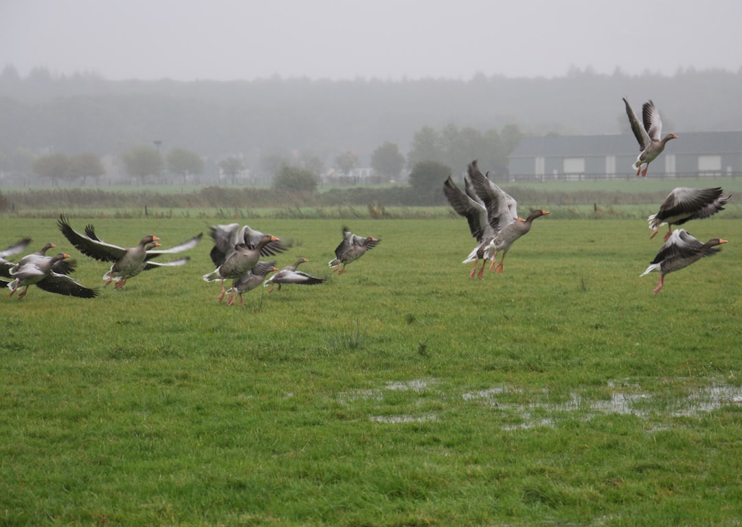 De fascinerende wereld van roofvogels in Nederland