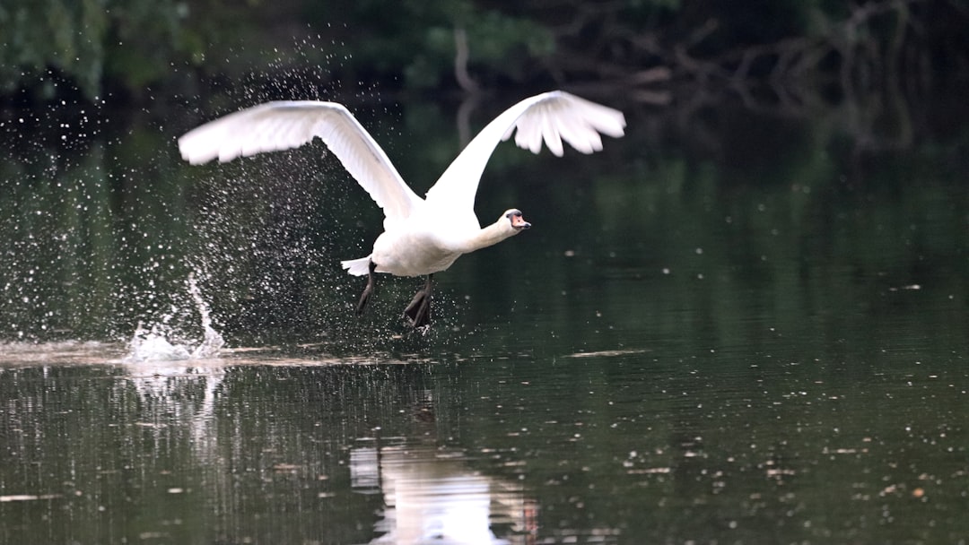 De indrukwekkende levensduur van zwanen in onze natuur