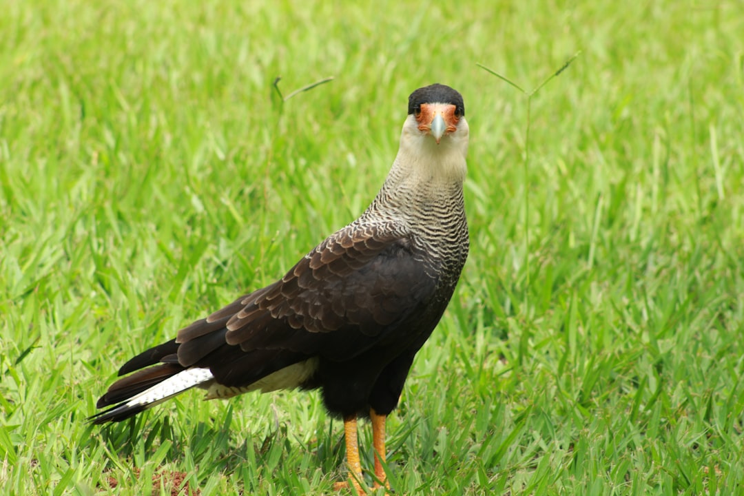 De indrukwekkende wereld van grote roofvogels in Nederland
