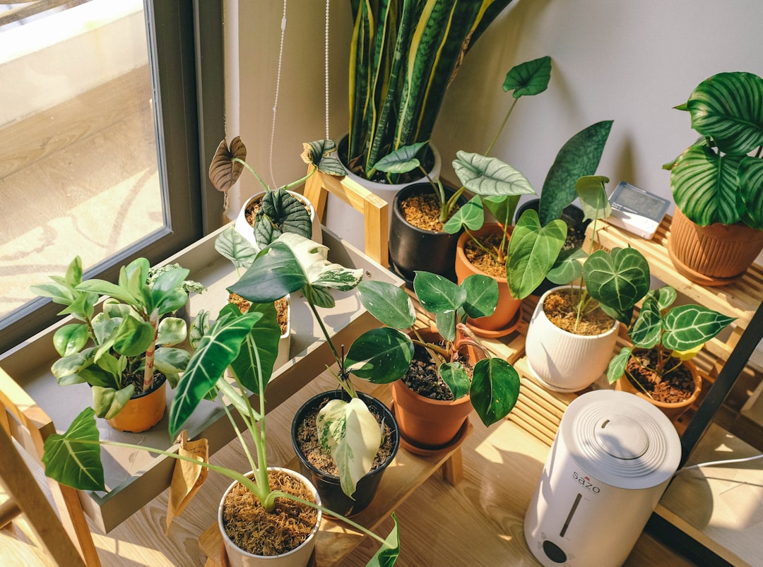 Dadelpit planten geeft je huis een tropisch tintje