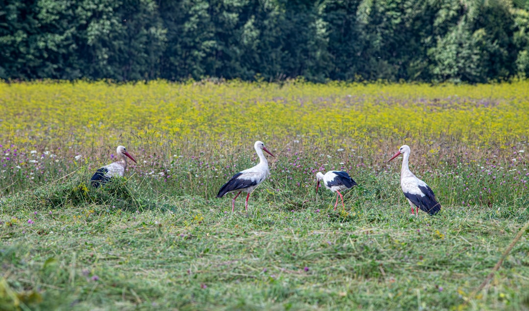 Vliegende jagers: alles over Nederlandse roofvogels