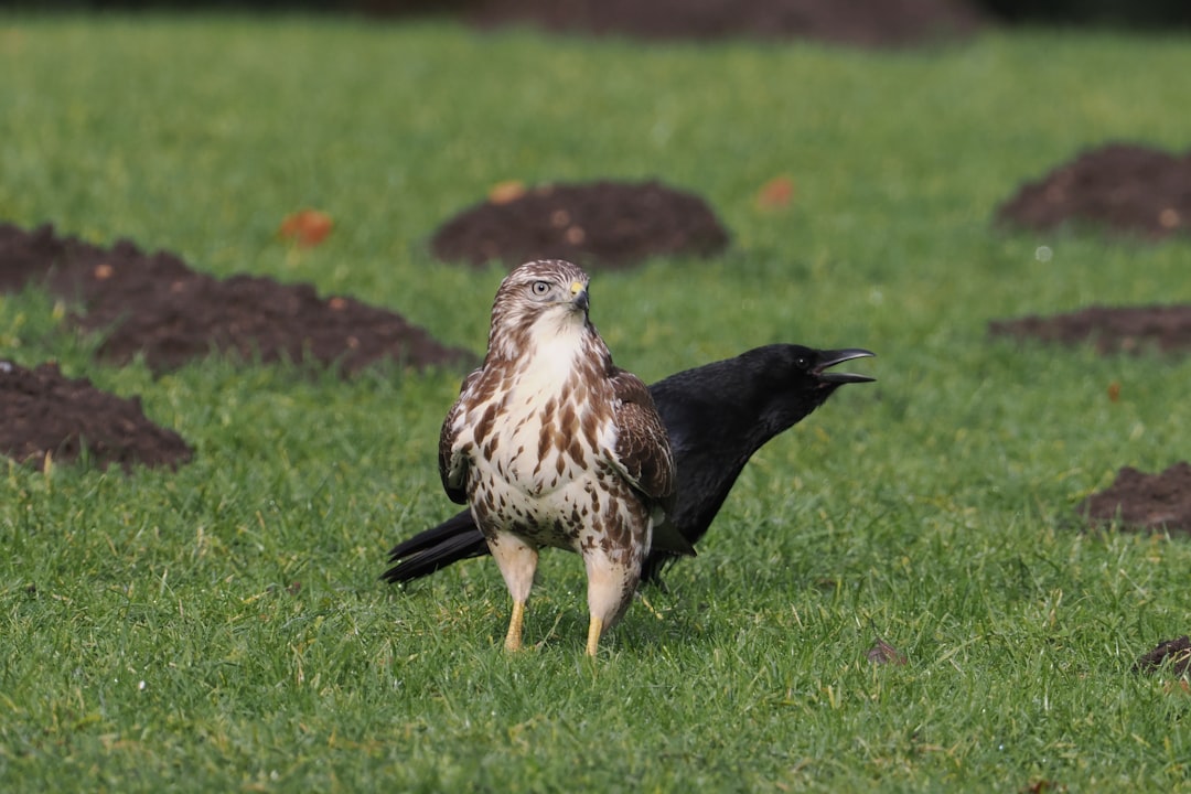 Bruine roofvogel Nederland: Herkenning en leefgebied van onze krachtpatsers