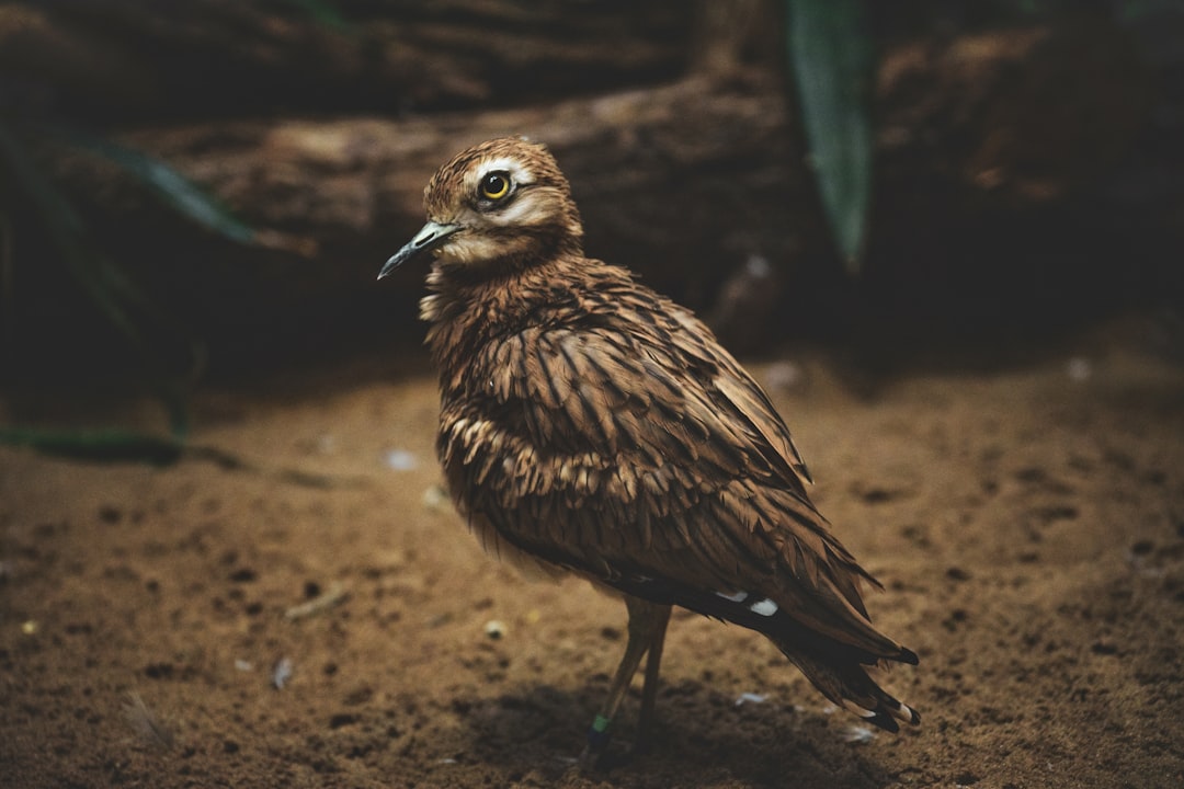 Kleine roofvogel: behendige jagers in de Nederlandse natuur